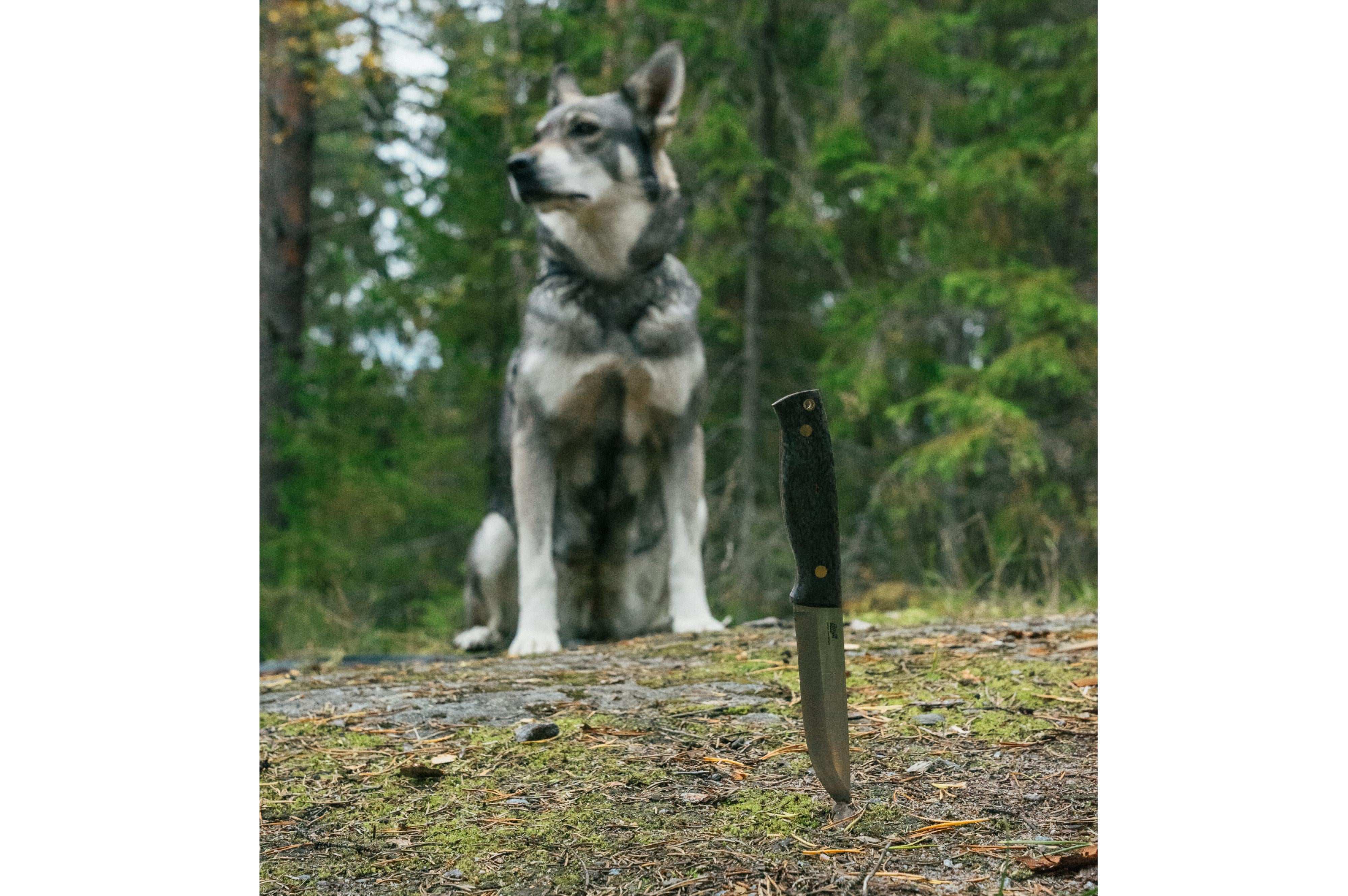 Trooper 115 - BlackCurlyBirch - Scandi - Firesteel.