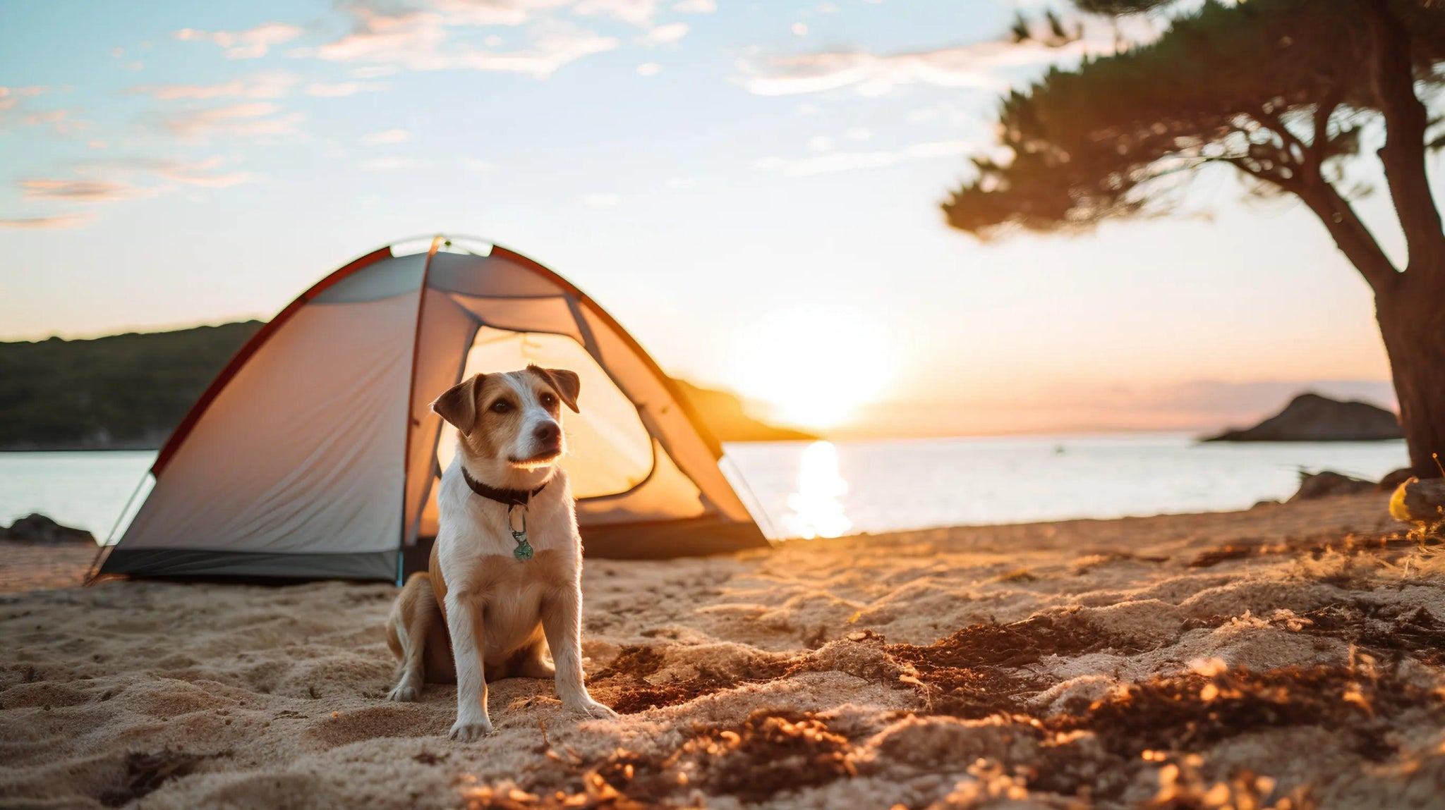Hunde-Camping - Camperreich