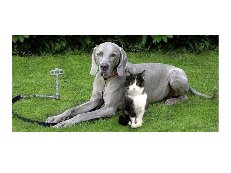 PetPeg - Bodenanker mit Stossdämpfer - Camperreich